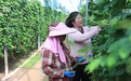 【党旗在基层一线高高飘扬】干给群众看,带着群众干 荒地碎田变致富菜园