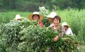 活力中国调研行|一株蕲艾,连古今、富万家