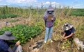 内蒙古呼和浩特:抢救濒危乡土种质 解锁特色康养种源密码