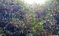 天气给桂花按了“续播键” 湖南省植物园第二波香气已上线