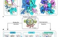 澳門理工大學研發SIMDA多尺度模擬框架:繪製心臟KCNQ1通道PIP2結合圖譜 揭示脂質調控新機制