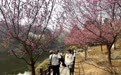 一朵花的N种“打开方式”:多地“赏花+”翻出新花样