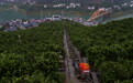 活力中国调研行丨智慧农业助力秭归脐橙品牌做强(3)