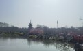 东湖磨山樱花园樱花次第开放,游人如织