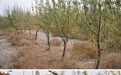 林长制赋能全域治理 新疆厚植城乡绿色生态底色(12)