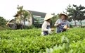 美国 “雷哥” 在第二故乡日照的快乐生活(5)