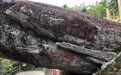 寻迹长征丨巨石上的生僻字,读懂红军跨越时空的承诺 (3)