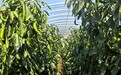 甘肃泾川:椒香四溢 日子红火