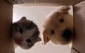 第一批养AI猫狗的人,月入十几万