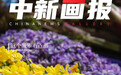 【这个城市有点潮】昆明:“吃透”春天 用味蕾解锁“花样世界”
