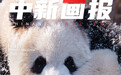 【中新画报】开启玩雪模式!冬日限定“糖霜”小动物高萌登场