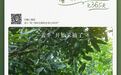 “云牛”,开始采摘了!——有一种叫云南的生活之365天