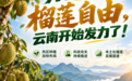 为了实现榴莲自由,云南开始发力了!