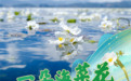 一朵海菜花,许下守护洱海诺