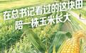 在总书记看过的这块田,陪一株玉米长大