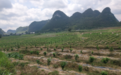 万亩天隆脐橙(蜂蜜橙)扎根贵州独山,缘何独领风骚成新宠!!!