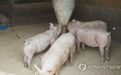 韩国发现第三例非洲猪瘟疫情