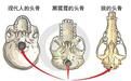 埃塞俄比亚挖出一块头骨 难道人类祖先要换人了?