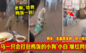 小狗每天来店"点餐"带走 马来西亚好心华人店主走红