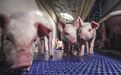 养猪产业突围：散户收下政府补贴迅速抽身 “南猪北养”格局彻底打破