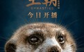 B站上线首部4K HDR大片“王朝狐獴”:画质真数毛
