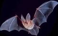 就在武汉，中科院团队揭示蝙蝠可能为新型冠状病毒宿主