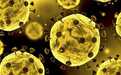 澳大利亚研究人员首次披露人体免疫系统对抗新冠病毒过程