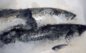 外媒曝光挪威三文鱼“养殖罪恶”：许多带病鱼身上布满溃疡