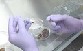 日本研究用蚕蛹预防新冠 专家：建议炒着吃
