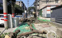 中纪委网站批评成都滥伐桂花树，当地三部门紧急整改