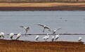 首批数千只候鸟"驾到" 带你看祁连山国家公园秋日画卷