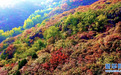 航拍济南红叶谷 层林尽染漫山红