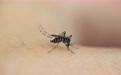 光污染会增加蚊子的夜间叮咬行为，更易传播疾病！