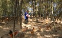 庐江“矾山土鸡” 正式列为国家地理标志保护产品