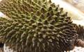 榴莲中的“爱马仕”,猫山王榴莲好在哪?