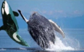 座头鲸殴打虎鲸照片引热议 专业平台：图是P的 事是真的