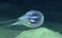 吃货们感受下：科学家发现全透明新物种 藏在海底最深处