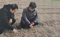 泗县大庄镇：中草药元胡盖上了“新棉被”