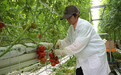桐城现代智慧农业产业园首季番茄上市啦！