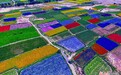 国家级现代农业产业园认定名单公布 甘肃两个上榜