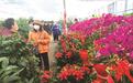 春节将至，烟台花卉市场迎销售旺季