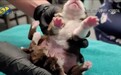 美国六脚狗狗诞生健康存活 成全球首例