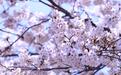 太湖畔、鸡鸣寺、珞珈山…赏樱地千千万，为何鹤壁樱花大道获评全国最美？