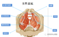 西安市中心医院:女性产后盆底肌为什么需要锻炼