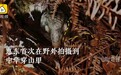 穿山甲之殇:一身坚甲,却难以保全自己和孩子