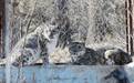 西宁青藏高原野生动物园：合笼饲养雪豹突破寿命极限值