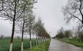 河南淮滨：在全市率先转入林木管护阶段