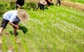 推进农业供给侧结构性改革 莱西市发展高效生态农业