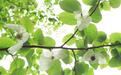 “中国鸽子树”首次花开武汉植物园