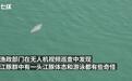 湖北宜昌无人机拍到怀孕江豚：体型“富态” 游离于江豚群